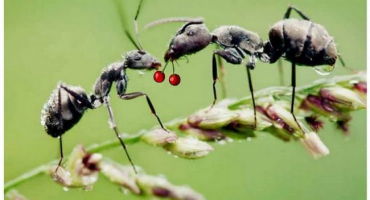 Humánní hubení mravenců na místě – zkušenost